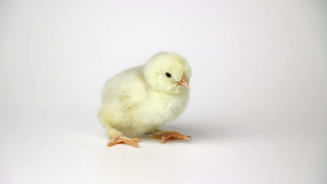 Small-cute-chicken-chicks-on-white-background