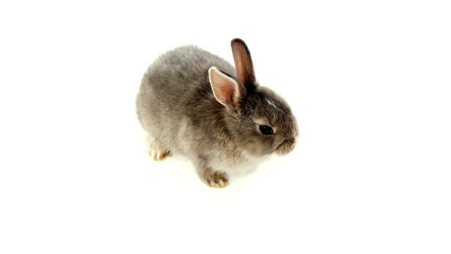 Easter-bunny-on-white-background
