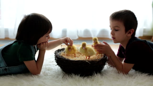 Niedliche-kleine-Kinder,-junge-Brüder,-spielen-mit-Entenküken-Frühling,-zusammen,-kleiner-Freund-Kindheit-Glück