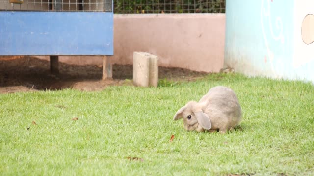 Niedlichen-Kaninchen-Essen-Rasen-mit-Vogel-zwitschern-Ton-im-Hintergrund