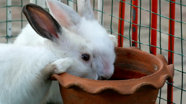 Zwei-süße-weiße-Kaninchen-trinken-Wasser-aus-braunen-Tonkrug-in-einem-Käfig