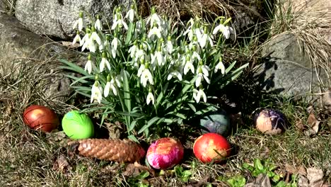 Easter-background,-snowdrops-in-wind-and-colored-eggs-group