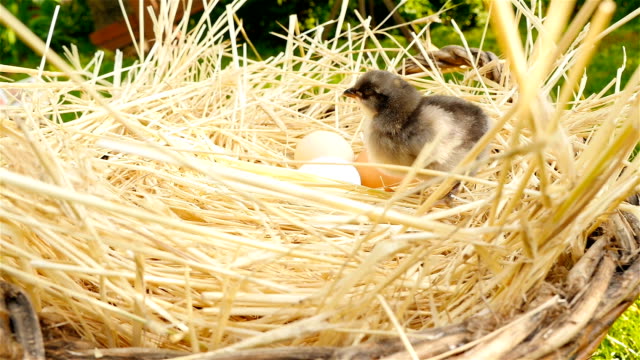 Küken-in-einem-Korb-mit-Eiern.-Grüner-Rasen-auf-Hintergrund
