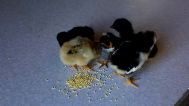 a-small-newborn-chicken-walks-on-a-wooden-table-and-pecks-grain.