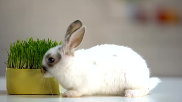 Conejo-peludo-blanco-caminando-piso,-hierba-de-avena-orgánica,-nutrición-para-mascotas-vitaminado