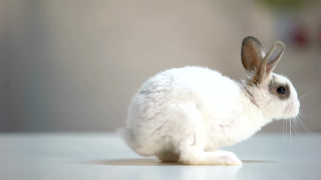Niedliche-flauschige-Kaninchen-auf-Tisch,-Haustier,-Ökologie-Pflege-Haustier