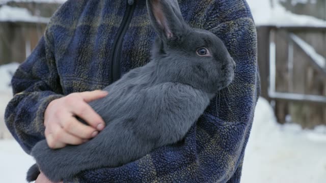 Ein-Landwirt-hält-eine-große-Wiener-blauen-Kaninchen-in-Händen.