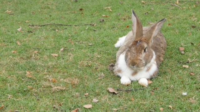 Kaninchen-auf-dem-Feld,-das-auf-Gras-4K-ruht