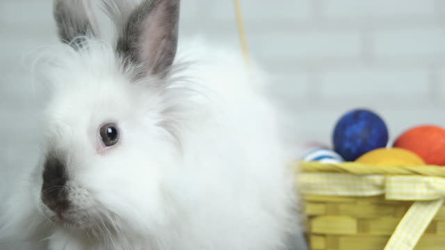 Encantador-conejo-de-Pascua.