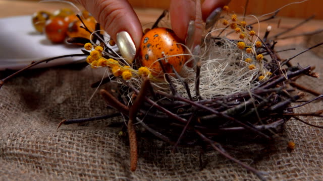 Female-hands-puts-quail-eggs-in-the-nest