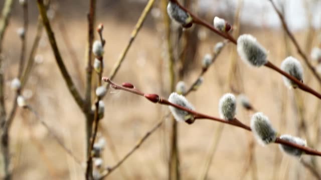 A-close-up-of-a-willow-blossom,-willow-katkins,-selective-focus,-Easter-background-or-concept.-Spring-branches-willow-seals.-Spring-buds-on-the-willow-tree.