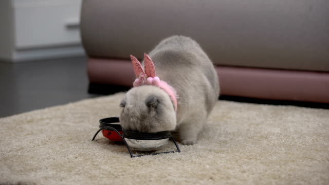 Nette-weibliche-Katze-mit-rosa-Ohren-essen-aus-Schalen,-guter-Appetit-während-der-Schwangerschaft