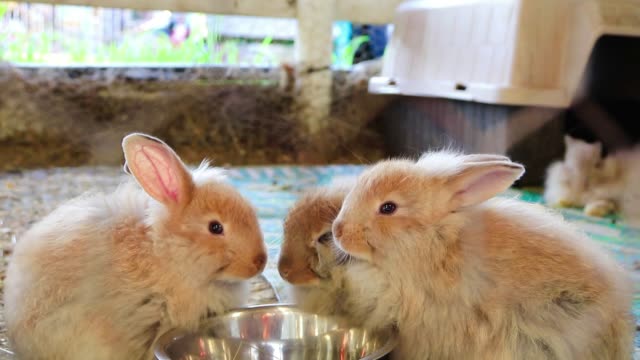 Three-Adorable-fluffy-bunny-rabbits-eating-out-of-same-silver-bowl-at-the-country-fair