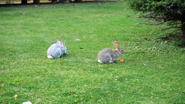 Zwei-Kaninchen-sitzen-auf-dem-Gras