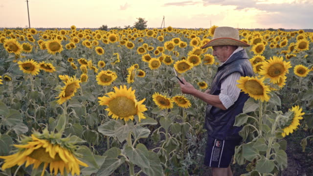 Ein-älterer-Landwirt-fotografiert-Sonnenblumen-und-Sonnenblumenkerne-auf-einer-Tablette-zur-Analyse.-Moderne-Technologien-in-der-Landwirtschaft.