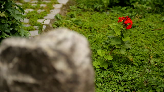 Bright-flower-rising-among-stones,-showing-contrast-between-pure-life-and-death