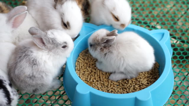 Viele-kleine-niedliche-Kaninchen-fressen-Pellets-in-eine-Schüssel-geben.