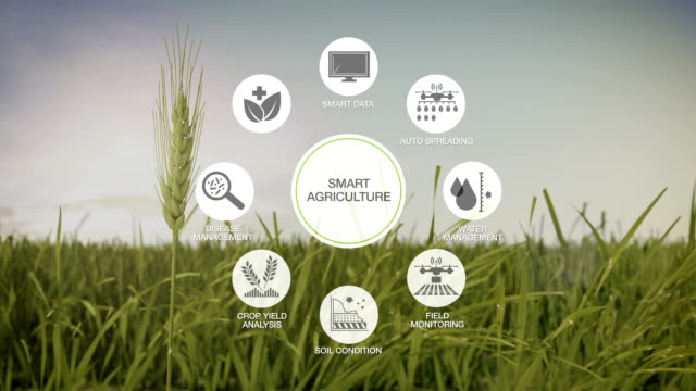 Smart-agriculture-Smart-farming,-Round-information-graphic-icon-on-barley-green-field,-internet-of-things.-4th-Industrial-Revolution.