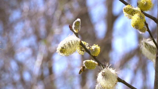 hardworking-honey-bees-collecting-nectar-for-honey-from-willow-catkins-in-slow-motion