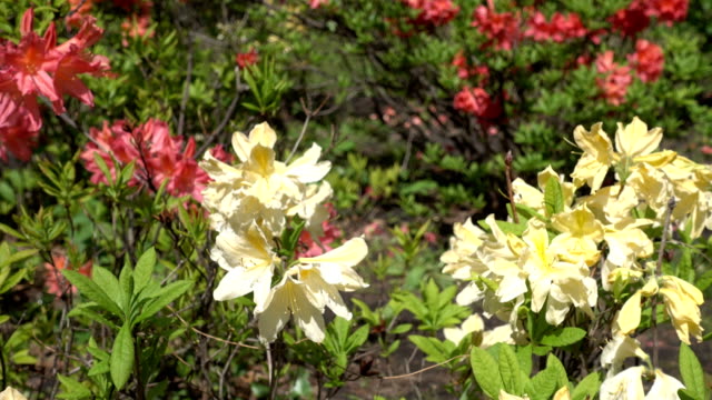 Ein-Blumengarten-im-Park.-Weiße-und-rote-Rhododendren