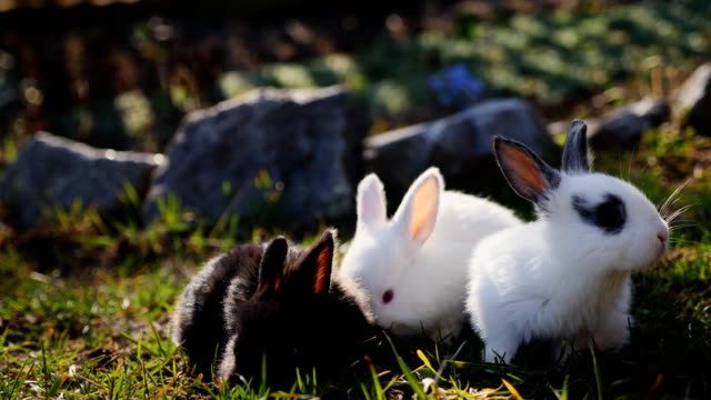 Pequeños-conejos-en-la-hierba-verde-en-primavera