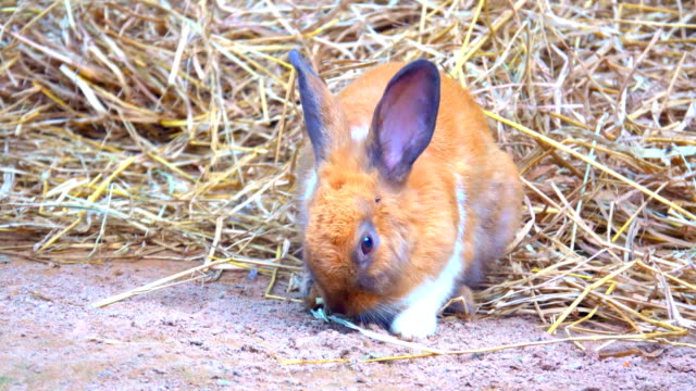 Rabbit-on-ground,-Brow-rabbit-eating-grass