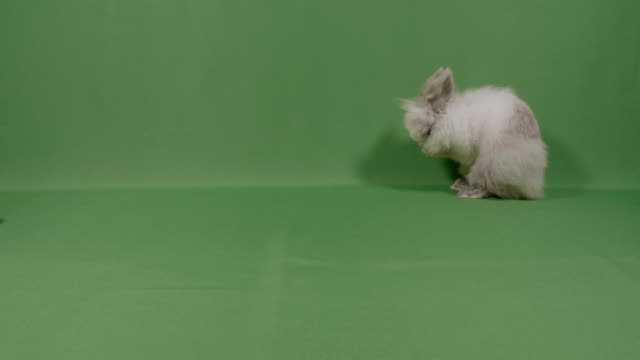 Fluffy-sweet-bunny-rabbit-washing-his-cute-muzzle-with-little-lovely-forepaws-with-green-screen-in-background