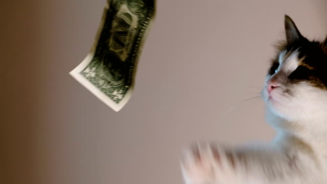 home-cat-catches-paw-dollar-bill,-playing-currency