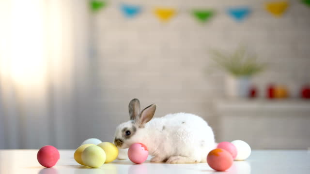 Playful-furry-rabbit-sitting-on-table-with-colorful-eggs,-Easter-symbol,-holiday