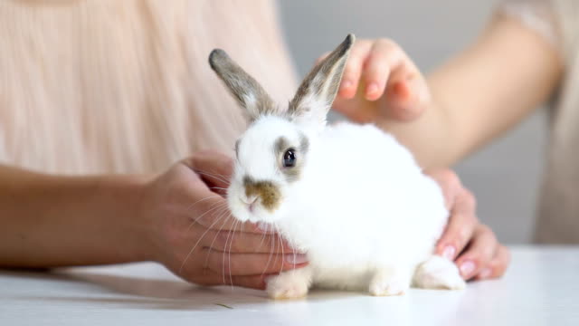 Kleines-Kind-bewundern-flauschige-weiße-Kaninchen-in-Händen-der-Mütter,-streicheln-und-spielen
