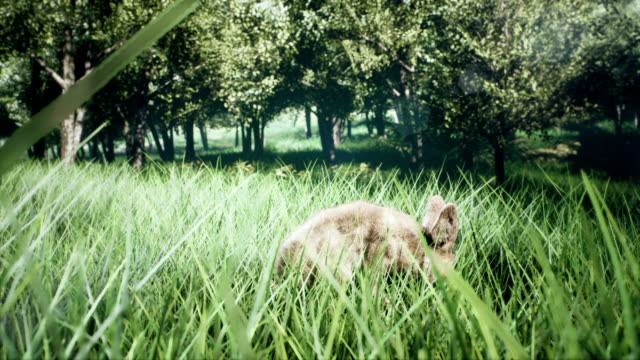 Kleine-süße-wilde-Kaninchen-laufen-weg-und-versteckt-in-der-Wiese