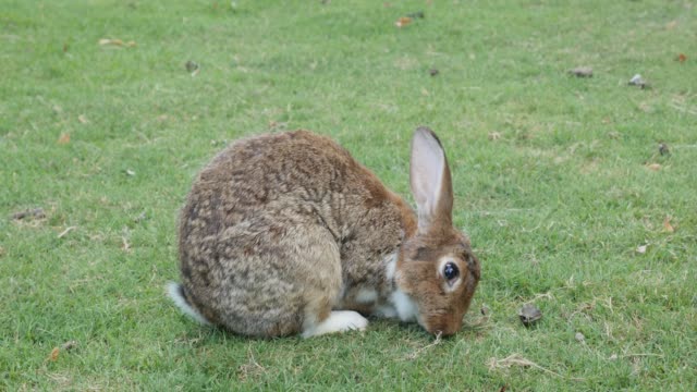 Gray-bunny-in-the-field-eating-grass-4K-3840X2160-UltraHD-footage---Hare-enjoying-outdoor-natural-scene-4K-2160p-UHD-video
