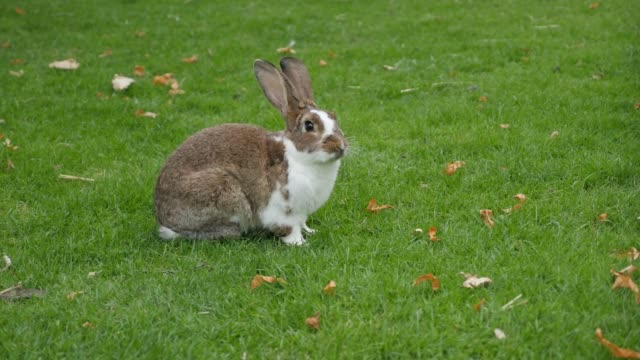 Hare-putzen-sich-im-Freien-im-Feld-4K