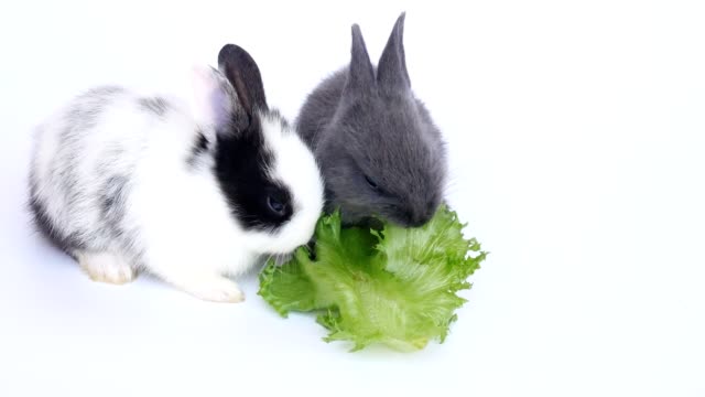 Babyrabbit-isst-Gemüse
