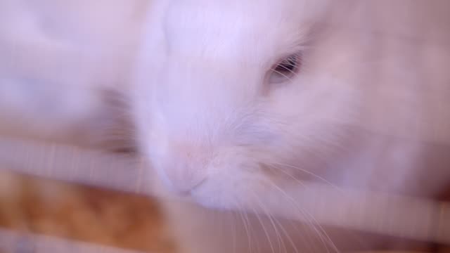 Close-up-shot-of-cute-white-fluffy-rabbit-chewing-in-the-zoo-cage.