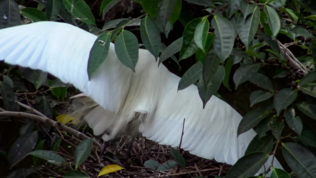 4k,-White-birds-Egretta-Garzetta-have-sex-in-nest-with-eggs-on-tree-of-lake