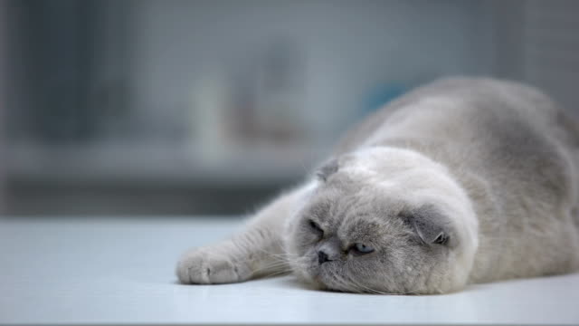 Entzückende-Katze-schlafen-bequem,-plump-Haustier-mit-gepflegtem-Fell,-Werbung