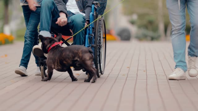 Man-rides-in-a-wheelchair,-his-dog-plays-with-him.-Bottom-view.
