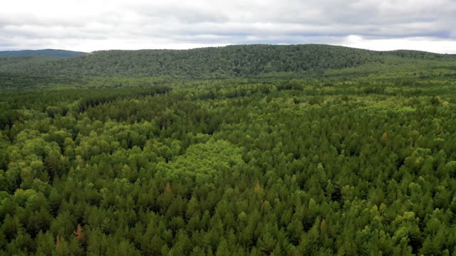 Aerial-point-of-view.-Flight-over-green-forest.-Horizon.
