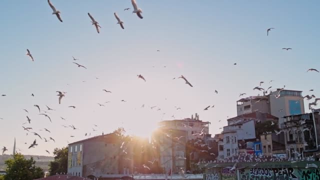 A-flock-of-birds-circling-over-the-pier.-Many-seagulls-on-the-coast-fly-around-a-fishing-vessel.-Birds-on-in-the-rays-of-the-setting-sun-in-slow-motion.
