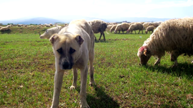 Schäferhund,-die-Bewachung-der-Herde-von-Schafen-im-Feld