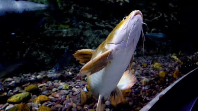 Aquarium-with-large-variety-of-fish.-Beautiful-fish-in-the-aquarium-at-the-national-zoo-in-Dubai