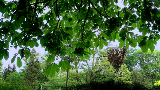 Durchbrochene-Blätter-von-Kastanien-im-park