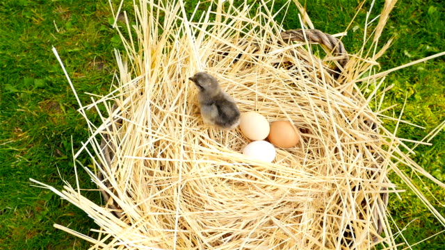Beautiful-chick-with-eggs-in-the-basket.-The-camera-is-lowered-down.-Close-up