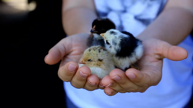 kleine-Hühner-geschlüpft-nur-aus-einem-Ei-auf-eine-Frau-Palm.