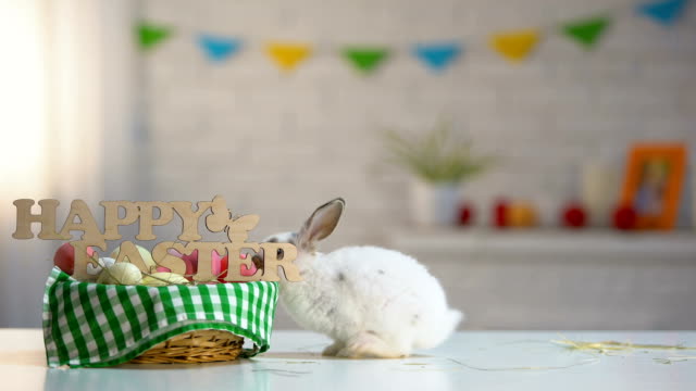 Conejito-de-Pascua-curioso-olfateando-decoradas-cesta-con-huevos-de-colores,-tradición