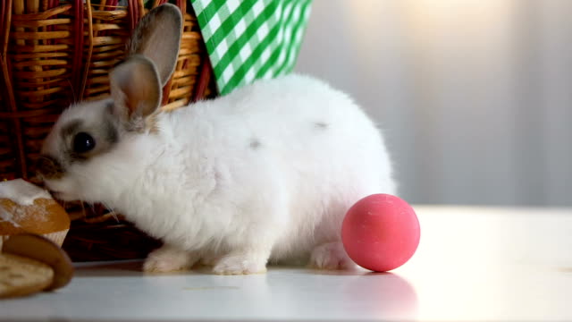 Divertido-conejo-de-Pascua-comiendo-hielo-en-Magdalena-sentado-junto-a-la-cesta-con-huevos,-diversión