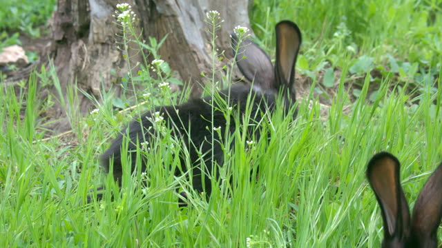 A-pair-of-black-rabbits-eating-grass-on-the-meadow-near-stump