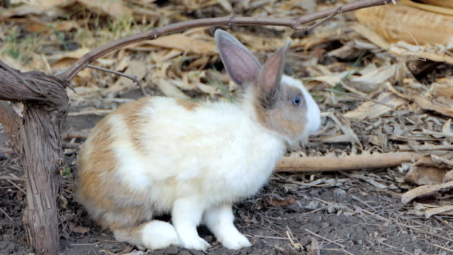 Wild-rabbit-in-nature.