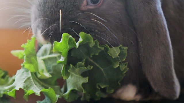 Belier-holland-lop-rabbit-eating-vegetables